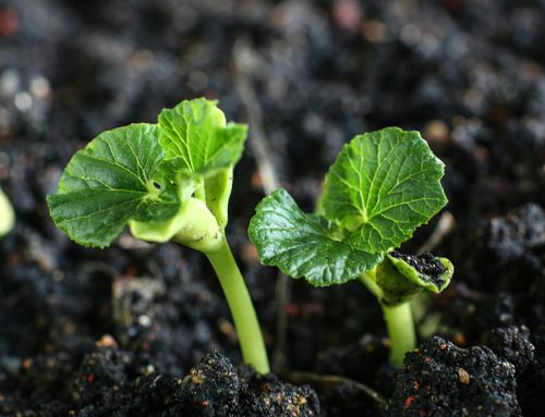 Sisters take to WhatsApp to exchange advice in sustainable agriculture